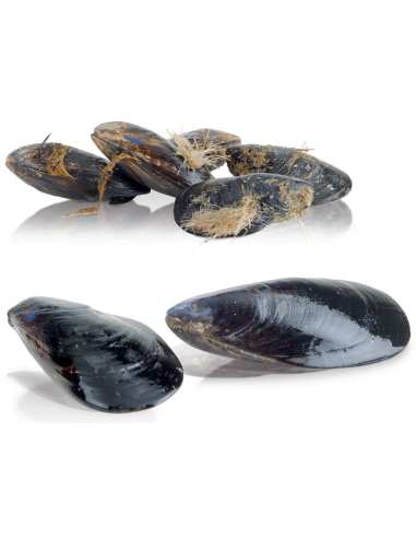 Lave-moules sur pied, 18 kg, production 250 kg/h.