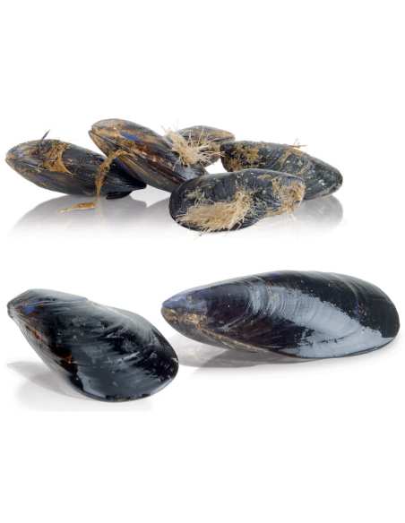 Lave-moules sur pied, 18 kg, production 250 kg/h.